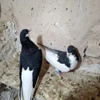 ساده سیاه واکسی جفتگاهی