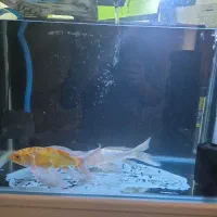 اکواریم شرکتی|ماهی|قم, شهرک امام حسن|دیوار