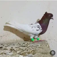 ماده سر سرخ گم شده