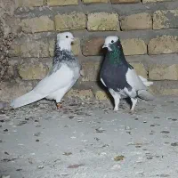 طوقی|پرنده|یزد, |دیوار