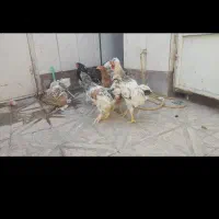 مرغ و خروس برهما|حیوانات مزرعه|مشهد, کوشک مهدی|دیوار