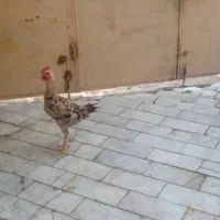مرغ