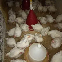 جوجه گوشتی راس ۱۰روزه واکسن خورده تضمینی مرغداری|حیوانات مزرعه|فرمهین, |دیوار