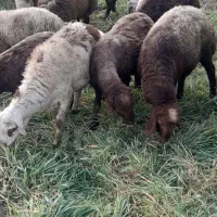 بره چاق ارگانیک|حیوانات مزرعه|دینور, |دیوار