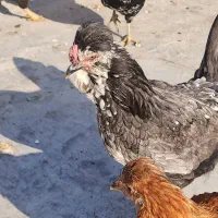 تخم مرغ نطفه دار|حیوانات مزرعه|فلاورجان, |دیوار