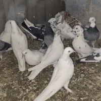 نزدیک ۴۰ تا کفتر پرشی یه جا ۸ تومن تخفیفم میدم|پرنده|نظرآباد, حسن آباد سالم|دیوار