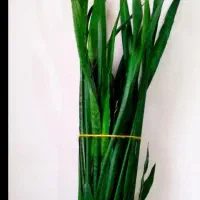 گل طبیعی|گل و گیاه طبیعی|بانه, |دیوار