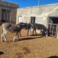 فروش الاغ|حیوانات مزرعه|شیراز, بید زرد|دیوار