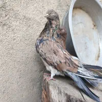 کفتر کله دار و سرور