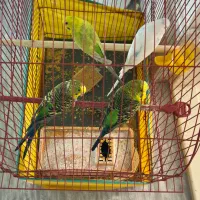 فروش مرغ عشق و عروس هلندی