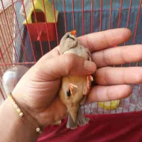 خانگی پرورشL. k زیرقیمت جوون ودرشت