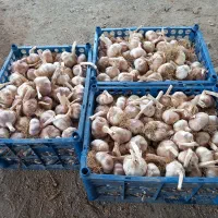 سیر درشت و مرغوب،مستقیم از تولید کننده