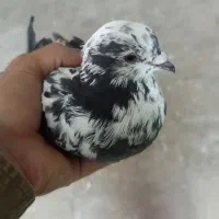 جوجه کفتر پرشی به شرط
