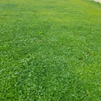 علفزنی.پاکتراشی باغ ومحوطه