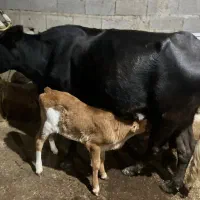 گاو|حیوانات مزرعه|نوشهر, |دیوار