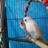 فروش مرغ عشق مولد|پرنده|اصفهان, باغ دریاچه|دیوار