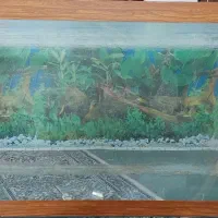 تلویزیون و آکواریوم