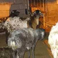 میش برشن