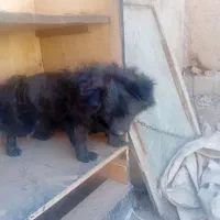 سگ پا کوتاه پشمالو