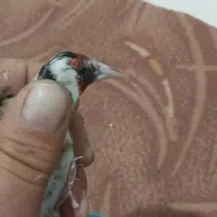 سهره چون سفید|پرنده|پاکدشت, پاکدشت (مامازند)|دیوار