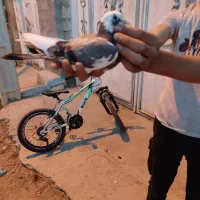 کبوتر.شازده
