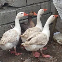 غاز سفید نر معاوضه میکنم با غاز ماده