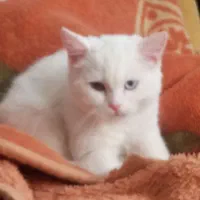 گربه ماده اسکاتیش چشم دو رنگ خشکل|گربه|مشکیندشت, |دیوار