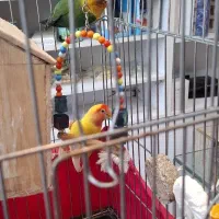 طوطی برزیلی