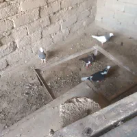 معاوضه کبوتر