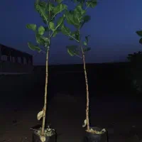 نهال پسته زمردسبز|خدمات باغبانی و درختکاری|مهریز, |دیوار