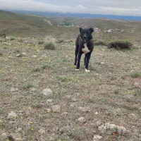 سگ گله دو رگه|سگ|نمین, |دیوار