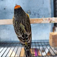 گلبسر سهره قناری