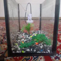 اکواریم|ماهی|یاسوج, |دیوار