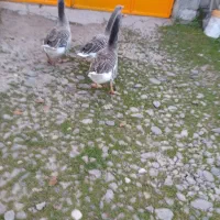 غاز کاکولی|حیوانات مزرعه|رشت, جانبازان|دیوار