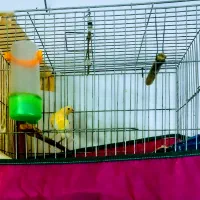 قناری سهره|پرنده|تهران, بهارستان|دیوار