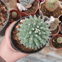 فروش کاکتوس