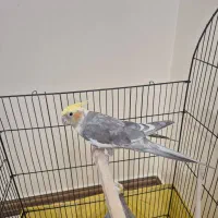 عروس هلندی|پرنده|تهران, والفجر (افسریه)|دیوار