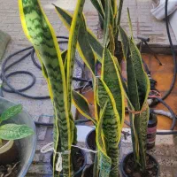 کاغذ آچار|لوازم التحریر|سرپل ذهاب, |دیوار