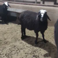 بره نر و ماده