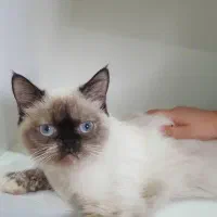 گربه نژاد سیامی|گربه|بندرعباس, |دیوار