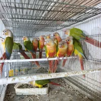 تراکویست ردفکتور گرینچیک گرین تعداد موجود.