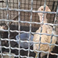 جوجه لاری اصیل