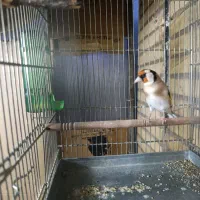 سهره دهن لر روانی