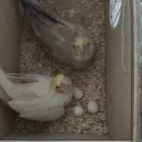 عروس هلندی|پرنده|رباط‌کریم, رباط‌کریم|دیوار