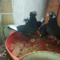 کبوتر خوشکل فروشی