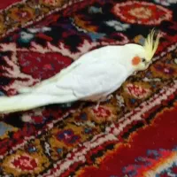 عروس هلندی نر سخنگو اهلی سالم چشم شرابی