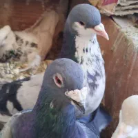 کبوتر