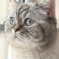 گربه بریتیش اسکاتیش سیلور اصیل