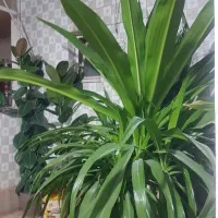 گل ذرتی سرحال وبزرگ ۱۰ساله