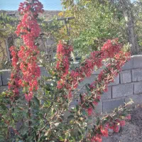باغ۱۰۰۰ متری